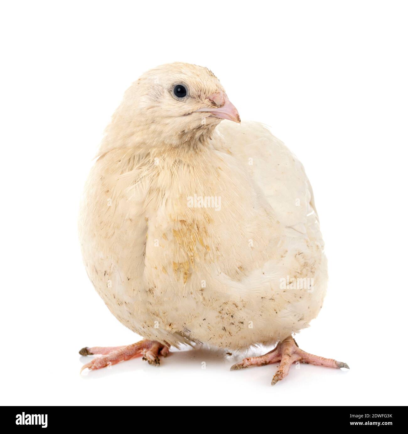 Le quaglie giapponesi davanti a uno sfondo bianco Foto Stock