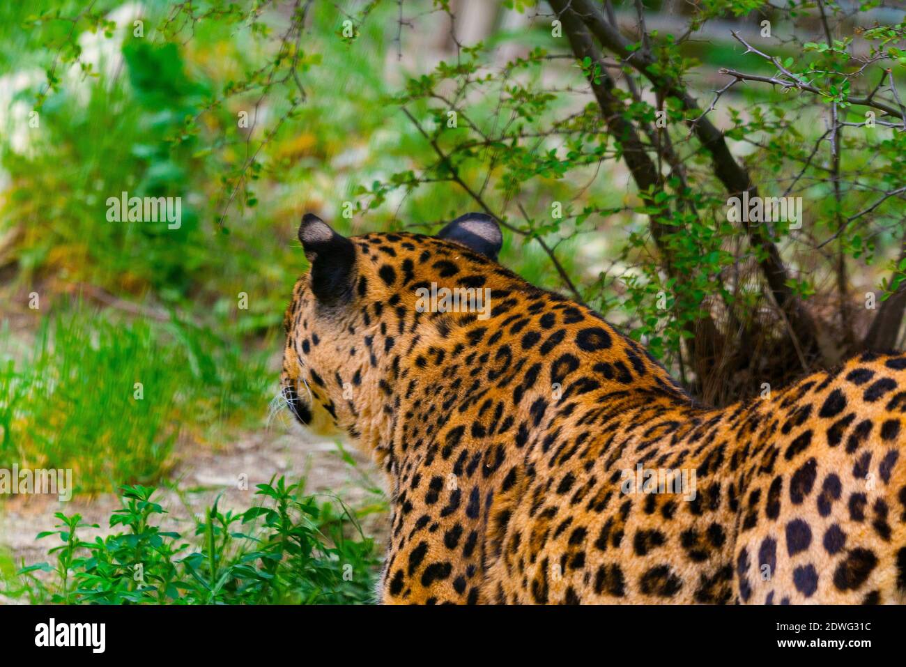 Caccia leopard nella natura selvaggia. Dai predatori selvatici Foto Stock