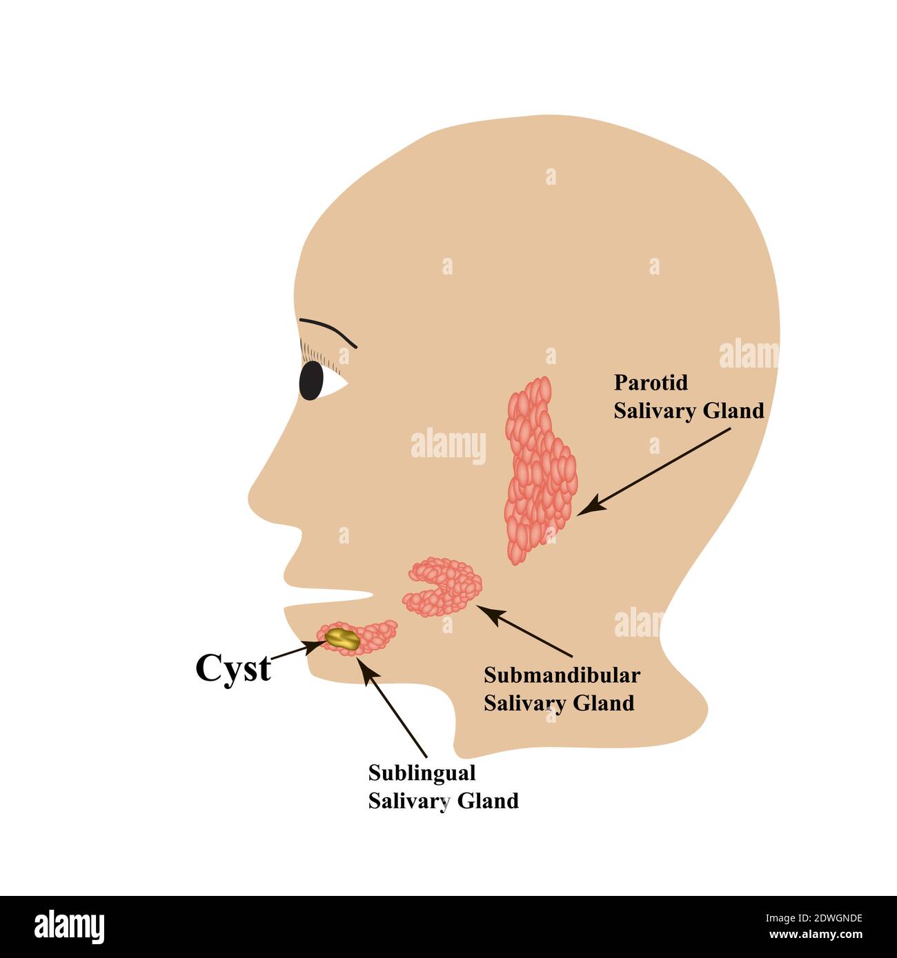 Ghiandola salivare parotide. Ghiandola salivare sottomandibolare. Ghiandola salivare sublinguale. Cisti. Illustrazione vettoriale su sfondo isolato Illustrazione Vettoriale
