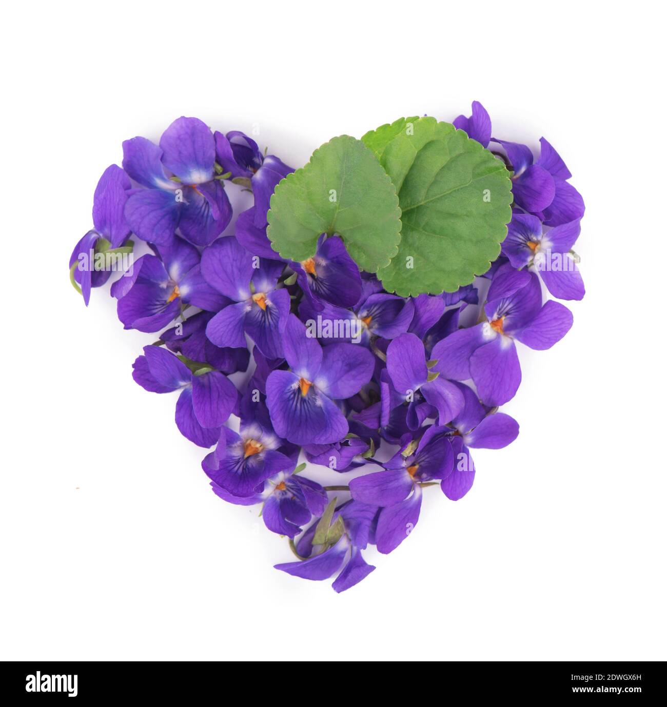 Foglia verde e fiori di legno viola Viola odorata isolato su sfondo bianco. Piante medicinali e da giardino Foto Stock