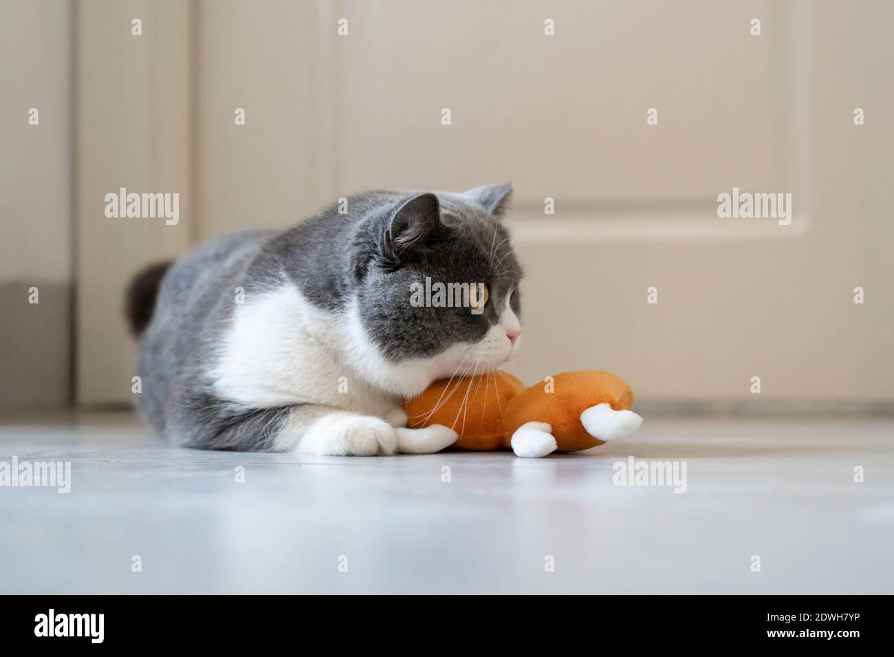 Gatto britannico shorthair che gioca con i giocattoli Foto Stock