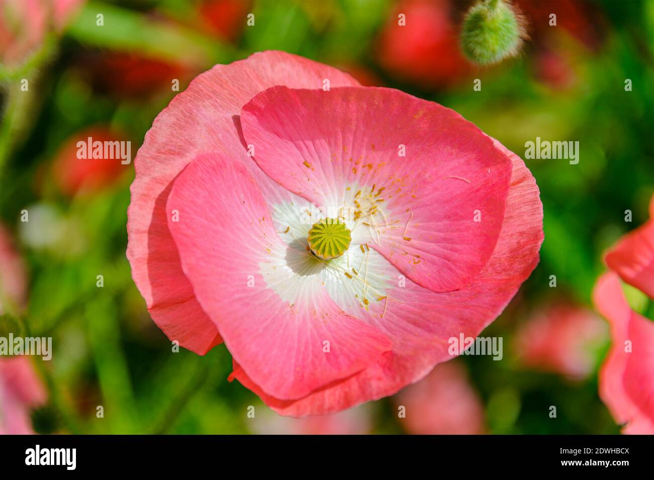 Fiore di papavero di carta islandese rosa in una prateria con profondità di campo poco profonda sullo sfondo. Foto Stock