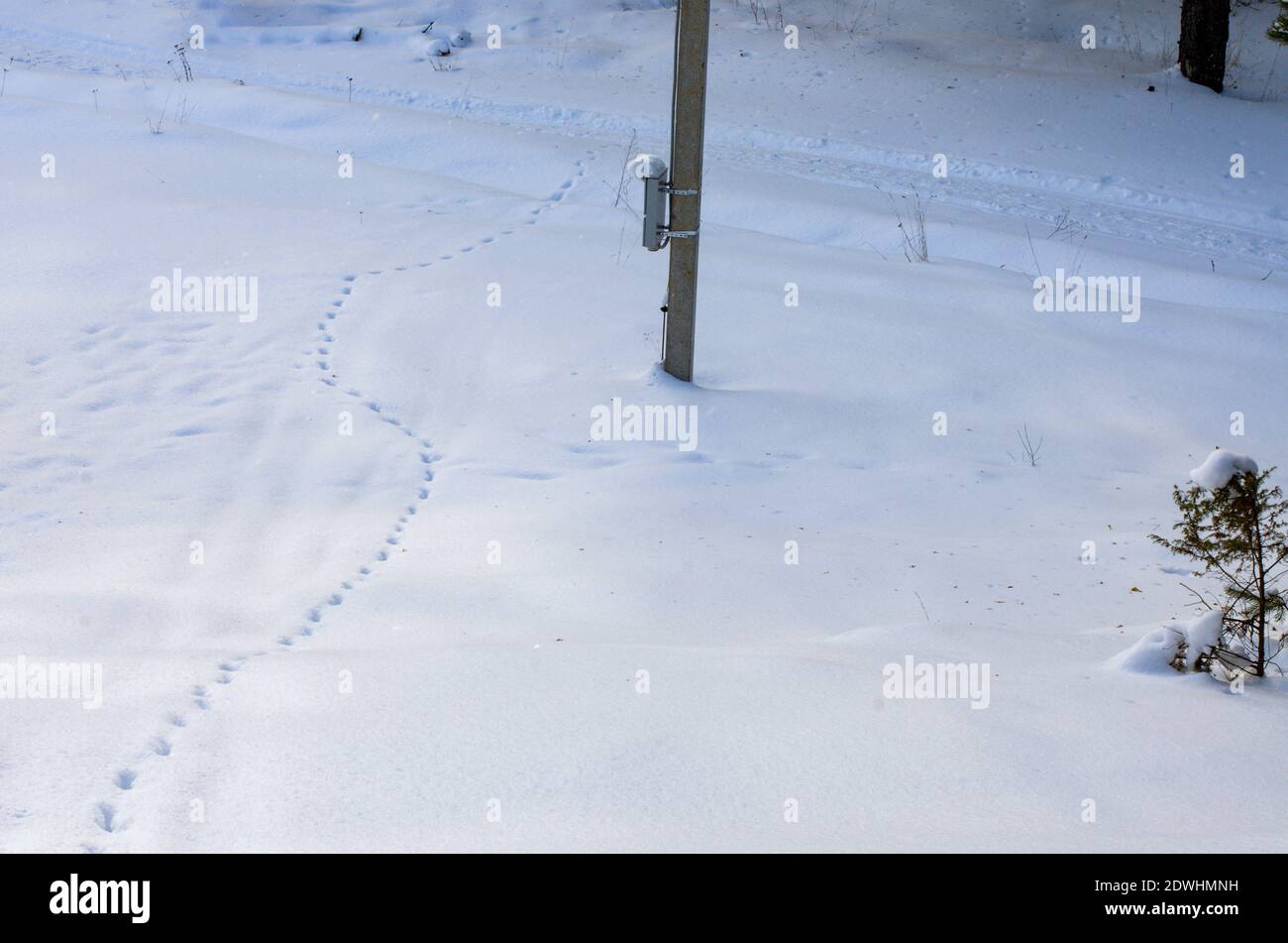 Impronte in un campo di neve e un polo elettrico in la campagna in inverno Foto Stock