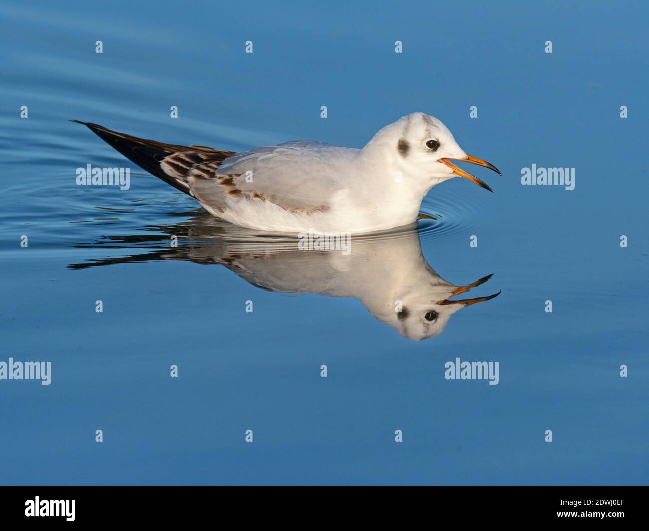 Testa nera Gull Larus ridibundus primo anno di balneazione degli uccelli immaturi Norfolk Foto Stock