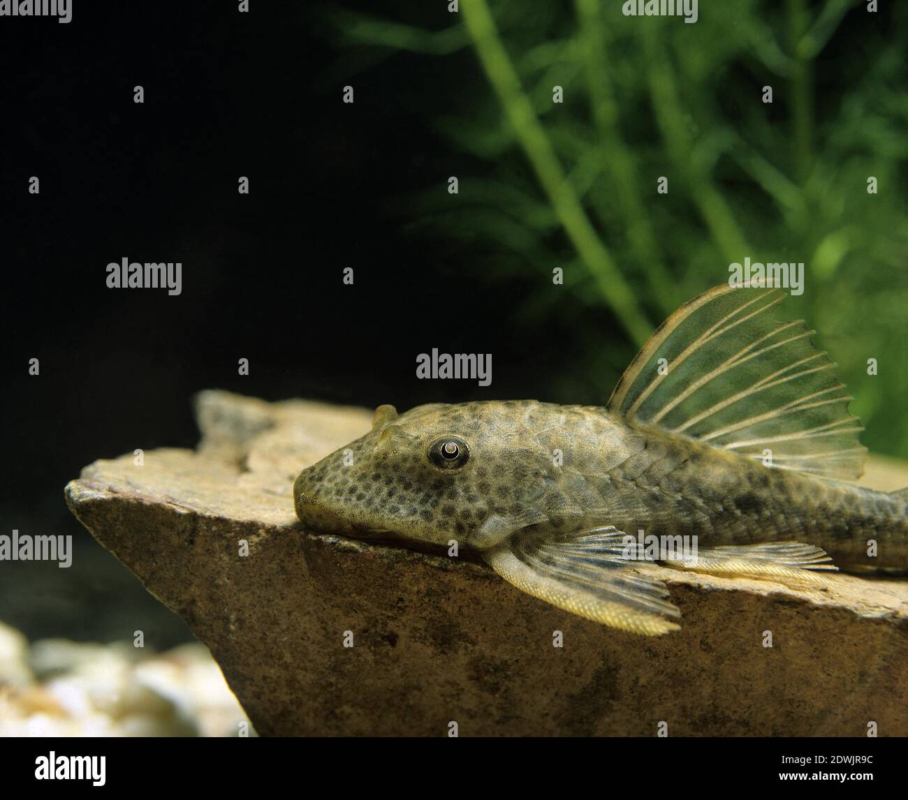 Pleco comune, hypostomus punctatus Foto Stock