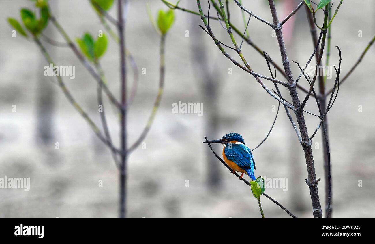 Haikou, Cina. 23 dicembre 2020. Un Martin pescatore si trova su un albero di mangrovie nel parco di Sanjiang mangrovie a Haikou, nella provincia di Hainan, nella Cina meridionale, il 23 dicembre 2020. Il progetto di riabilitazione ecologica delle zone umide di Dongzhaigang è stato realizzato di recente, secondo l'autorità della Riserva Naturale Nazionale di Dongzhaigang a Haikou. Avviato il 18 marzo 2019, il progetto mirava a riabilitare efficacemente i sistemi ecologici, comprese le foreste di mangrovie lungo la riva di Dongzhaigang, in modo che gli uccelli migratori del paese possano trovare habitat migliori in inverno. (Xinhua/Yang Guanyu) credito: Xinhua Foto Stock