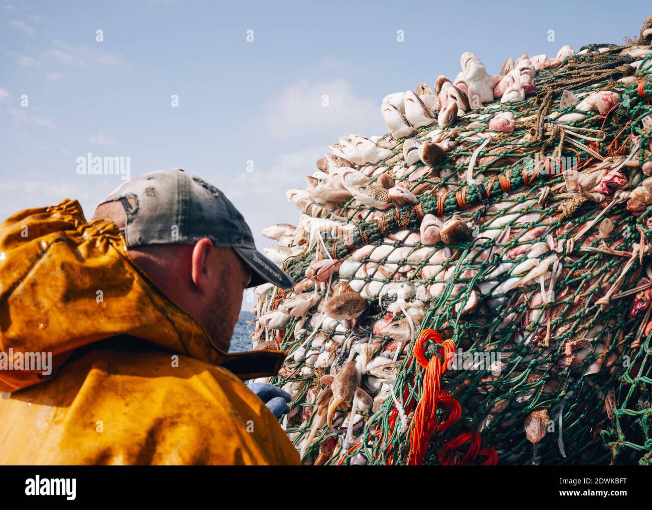 Una rete è sollevata con centinaia di Dogfish, un bycatch non intenzionale. Alcuni sono venduti come esca e il resto sono gettati di nuovo in mare, ma da questo tempo mos Foto Stock