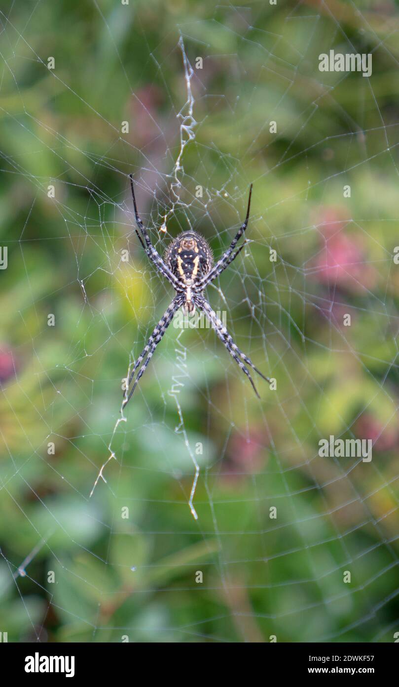 Un bellissimo Wasp Spider, Argiope bruennichi, mangiando una mosca che ha catturato nella sua rete Foto Stock