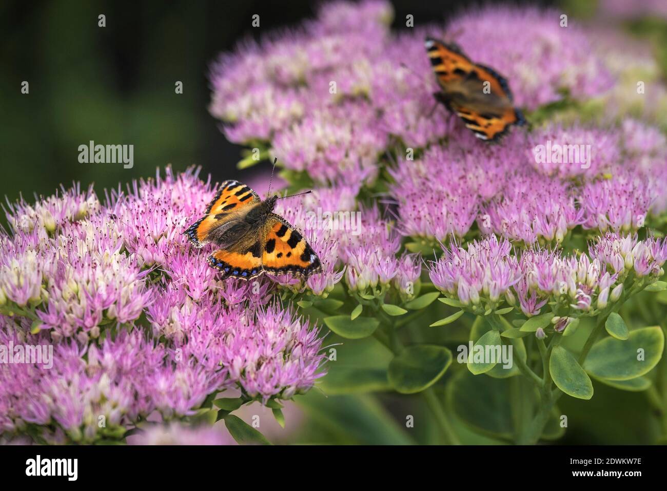 Piccole Farfalle di Tortoiseshell Aglais urtica che si nutrono dei fiori di una pianta di Sedum. Foto Stock