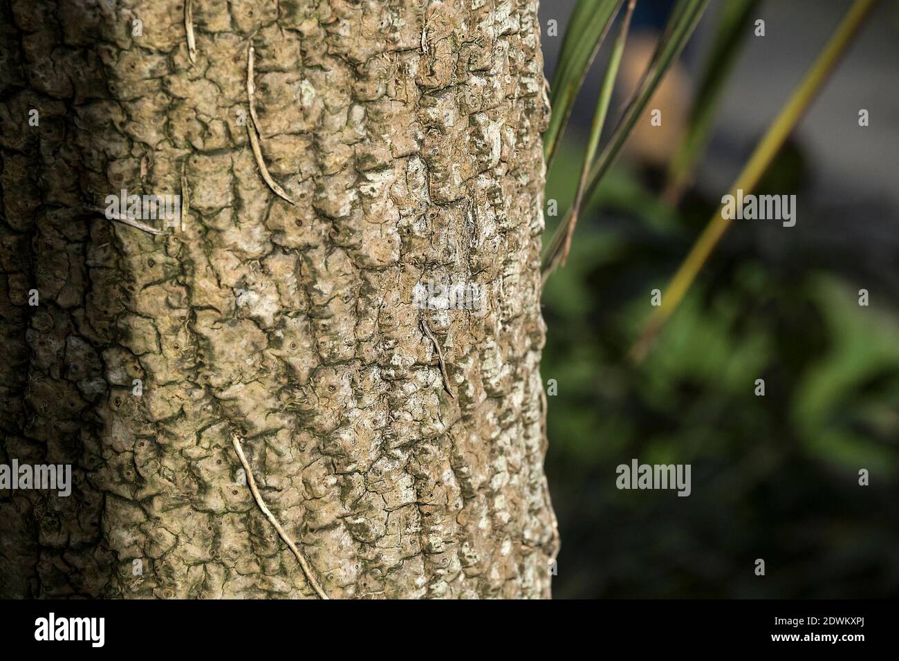 Un primo piano del tronco di un albero di palma della Cornovaglia - Cordyline australis. Foto Stock