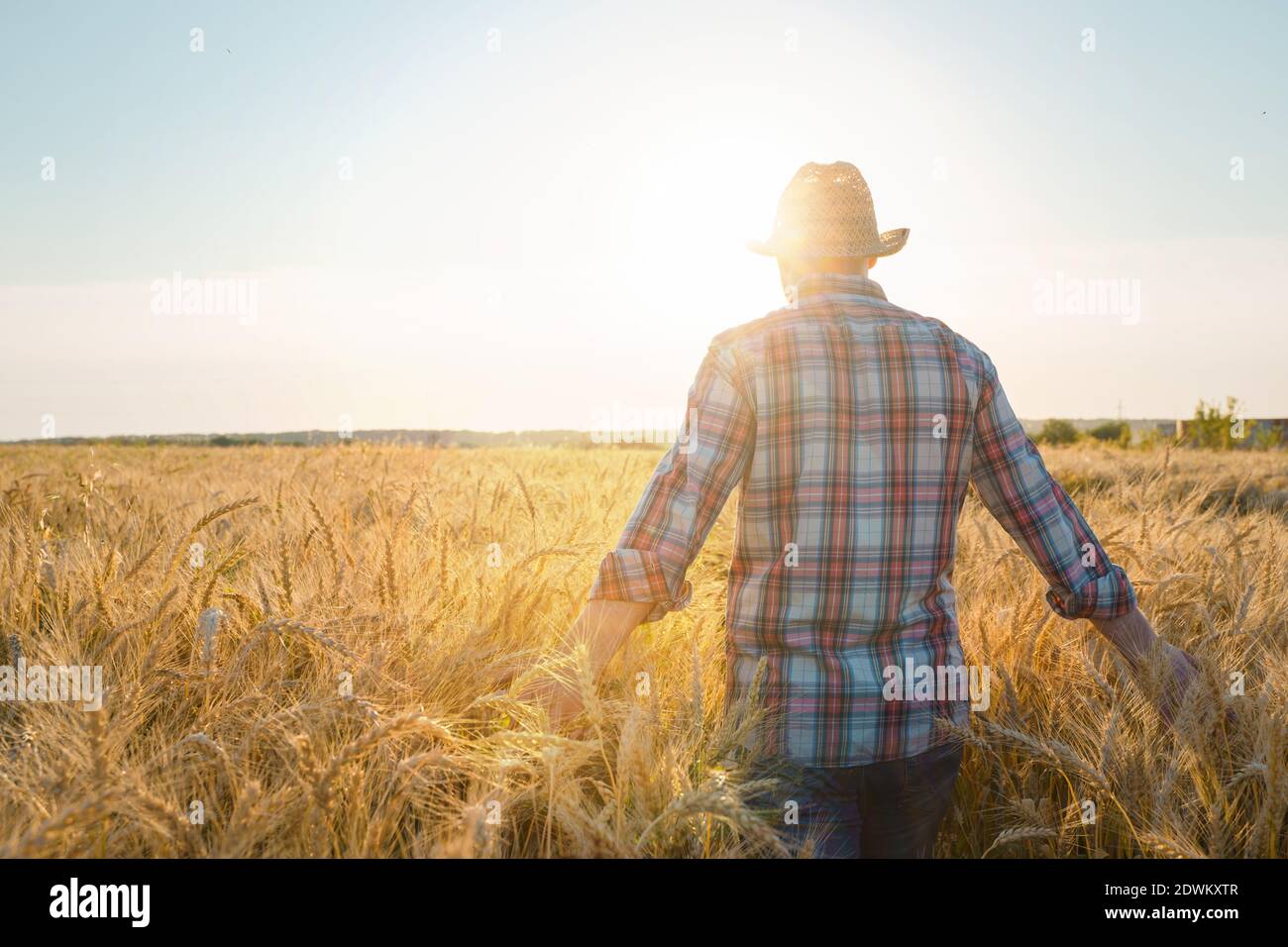 Il coltivatore controlla la raccolta del grano. Il concetto di un raccolto ricco in un campo agricolo Foto Stock