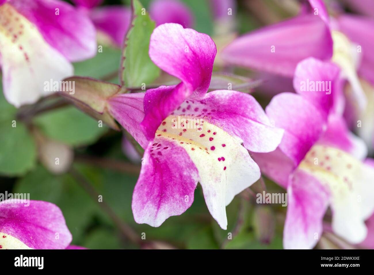 Mimulus naiandinus una pianta di fioritura estiva con un fiore rosa porpora in estate comunemente noto come fiore di scimmia cilena, foto di stock Foto Stock