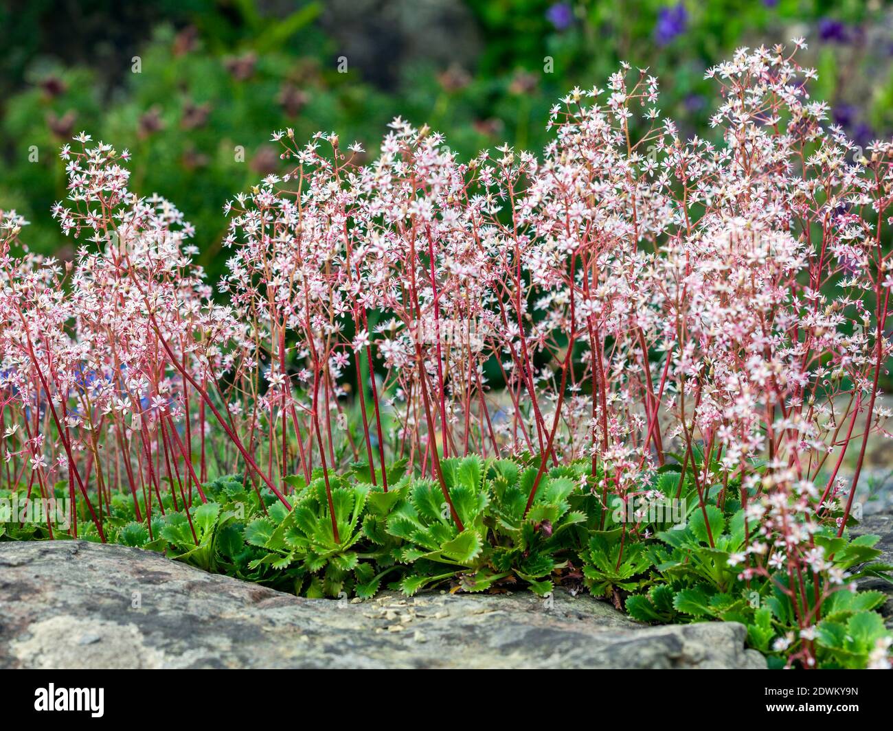 Saxifraga spathularis una pianta fiorente estiva primaverile con un rosa Estate fiore comunemente noto sassifrage Cabbage di San Patrizio che è un jolly Foto Stock