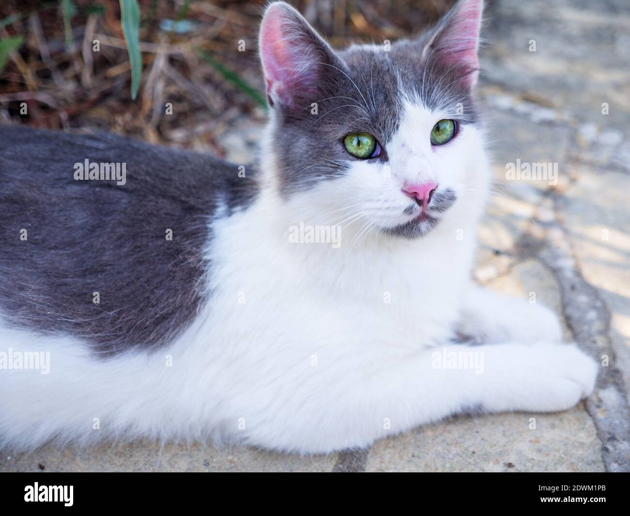 Bella non pedigree tabby gatto bianco e grigio con occhi verdi luminosi e orecchie rosa e naso che riposano all'aperto. Foto Stock