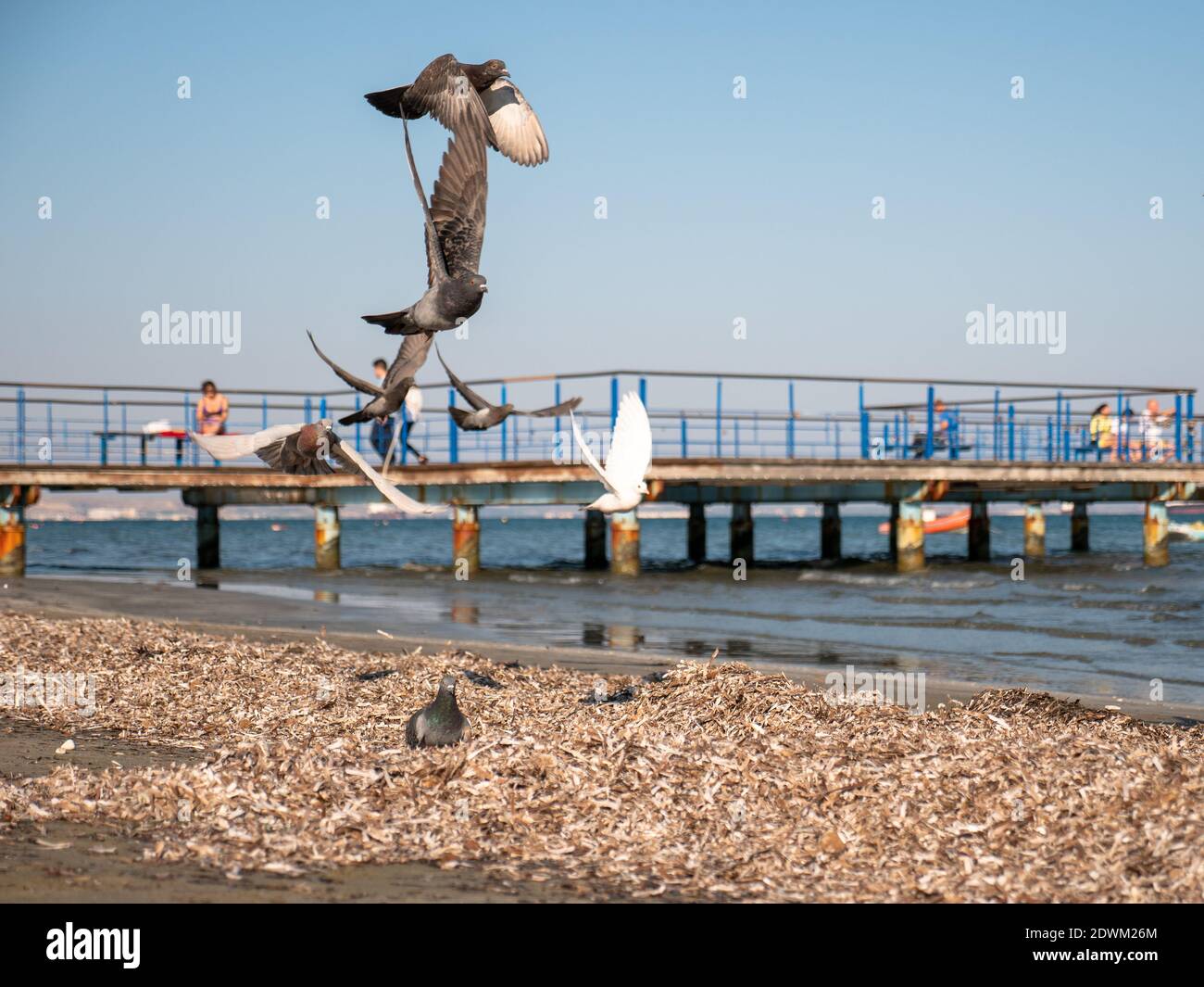 Piccioni grigi e bianchi che volano nell'aria sopra la spiaggia mediterranea di Larnaca, Cipro. Molo con persone che riposano alle panchine in background. Foto Stock