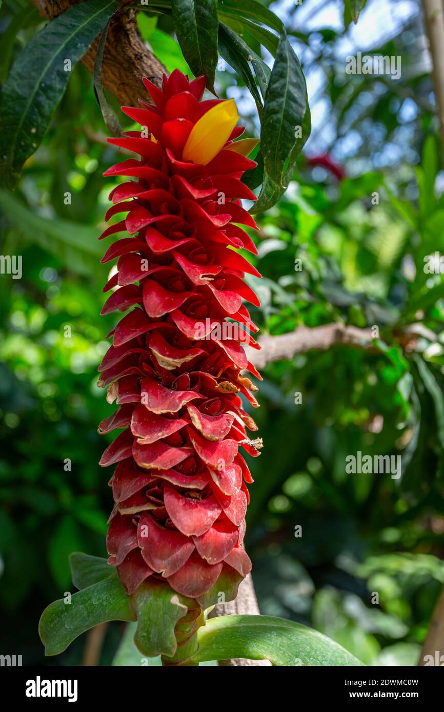 Lo zenzero a spirale (Costus barbatus) è una pianta perenne con una infiorescenza rossa. Parco della Tête d'Or, Lione, Francia Foto Stock
