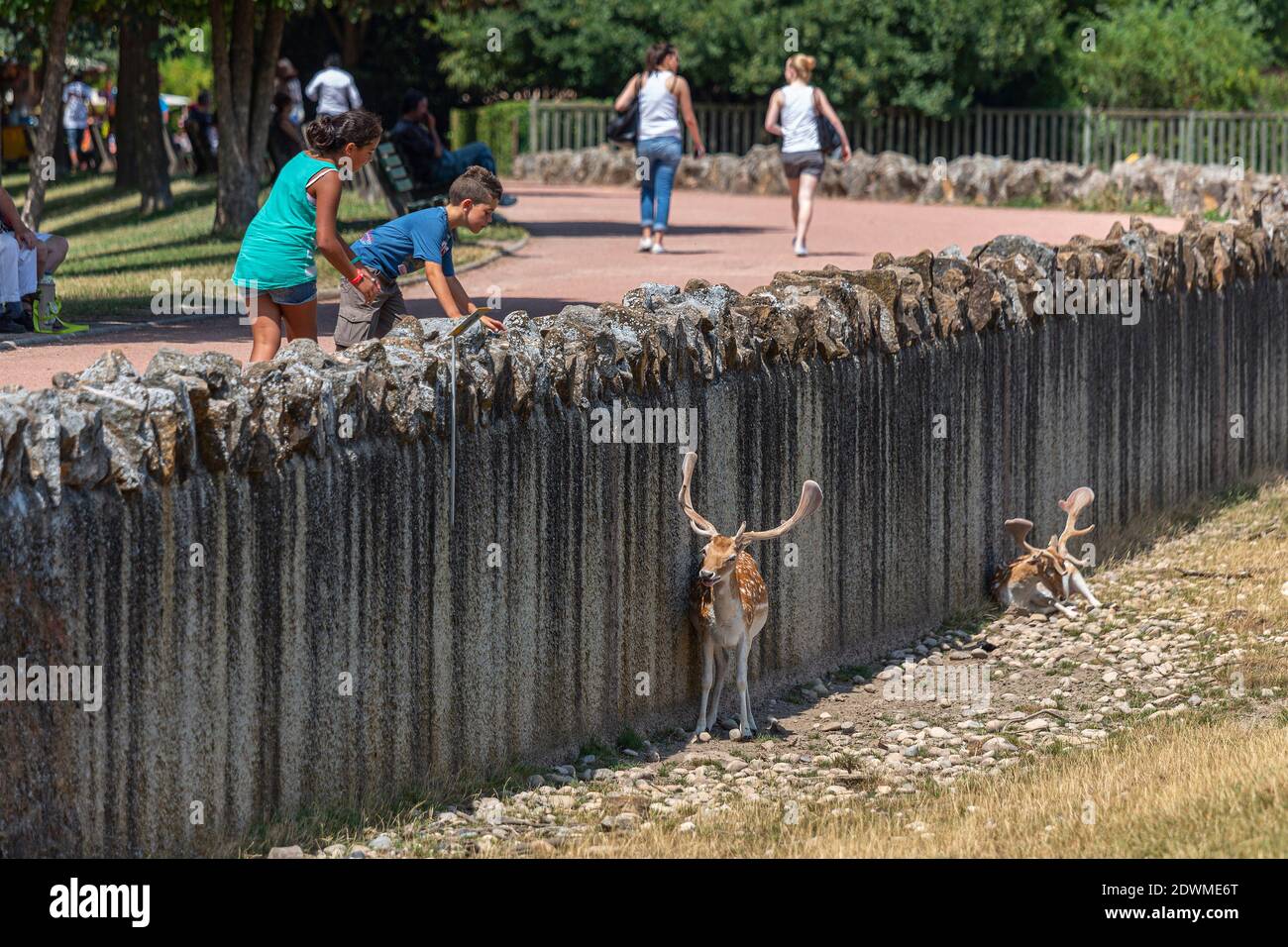 Cercate il daino allo zoo di Lione. Tete d'Or, Lione, Francia, Europa Foto Stock