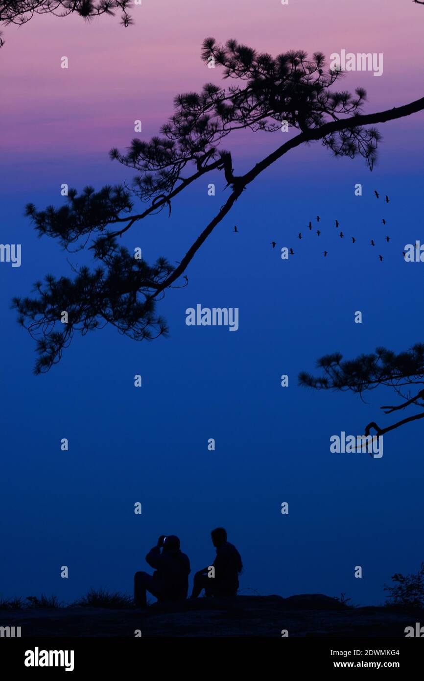 silhouette pineta foresta tropicale cielo colorato e nuvola con gli uccelli si raggruppano quando il tramonto e il paesaggio dell'alba dalla natura asiatica viaggi Foto Stock