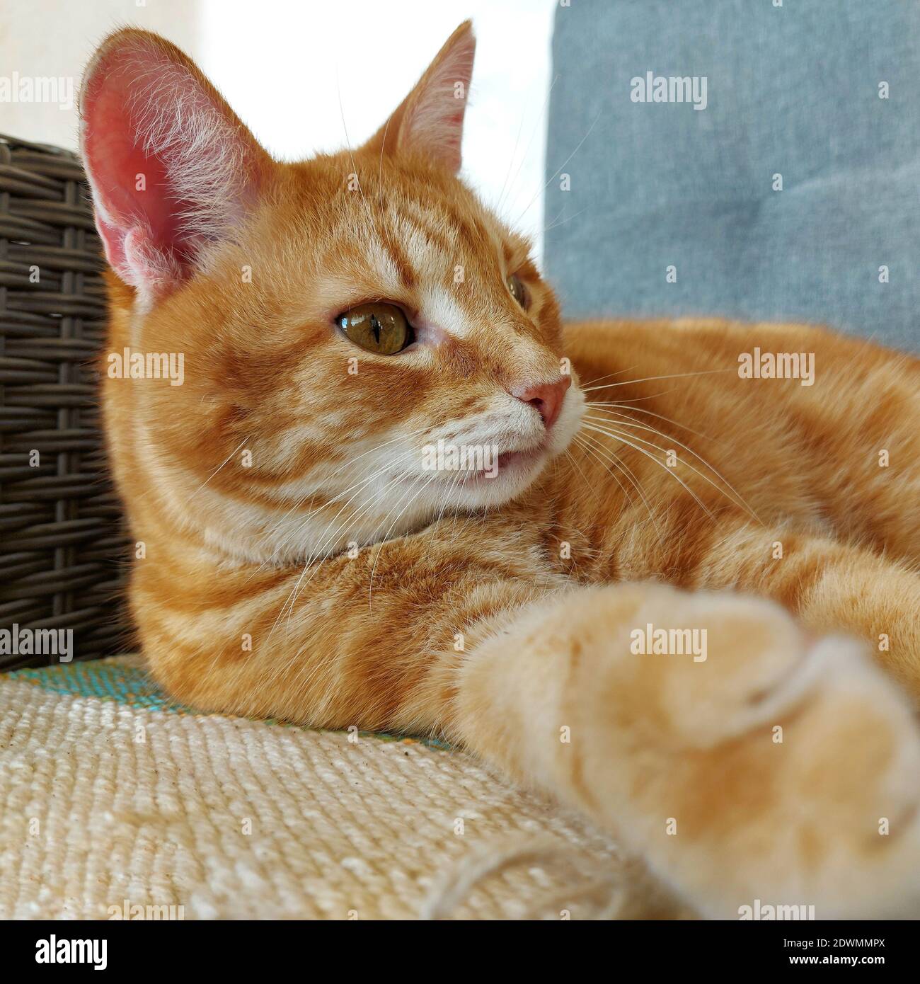 Sguardo sorpreso sul volto divertente di un adulto rosso cat Foto Stock