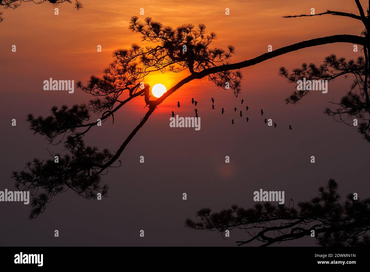 silhouette pineta foresta tropicale cielo colorato e nuvola con gli uccelli si raggruppano quando il tramonto e il paesaggio dell'alba dalla natura asiatica viaggi Foto Stock