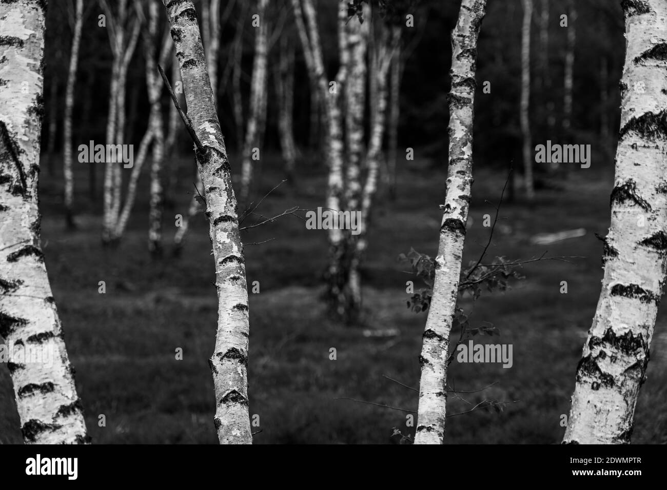 Alberi di betulla con fogliame emergente nel periodo estivo nel paesaggio eride di lueneburger, germania Foto Stock