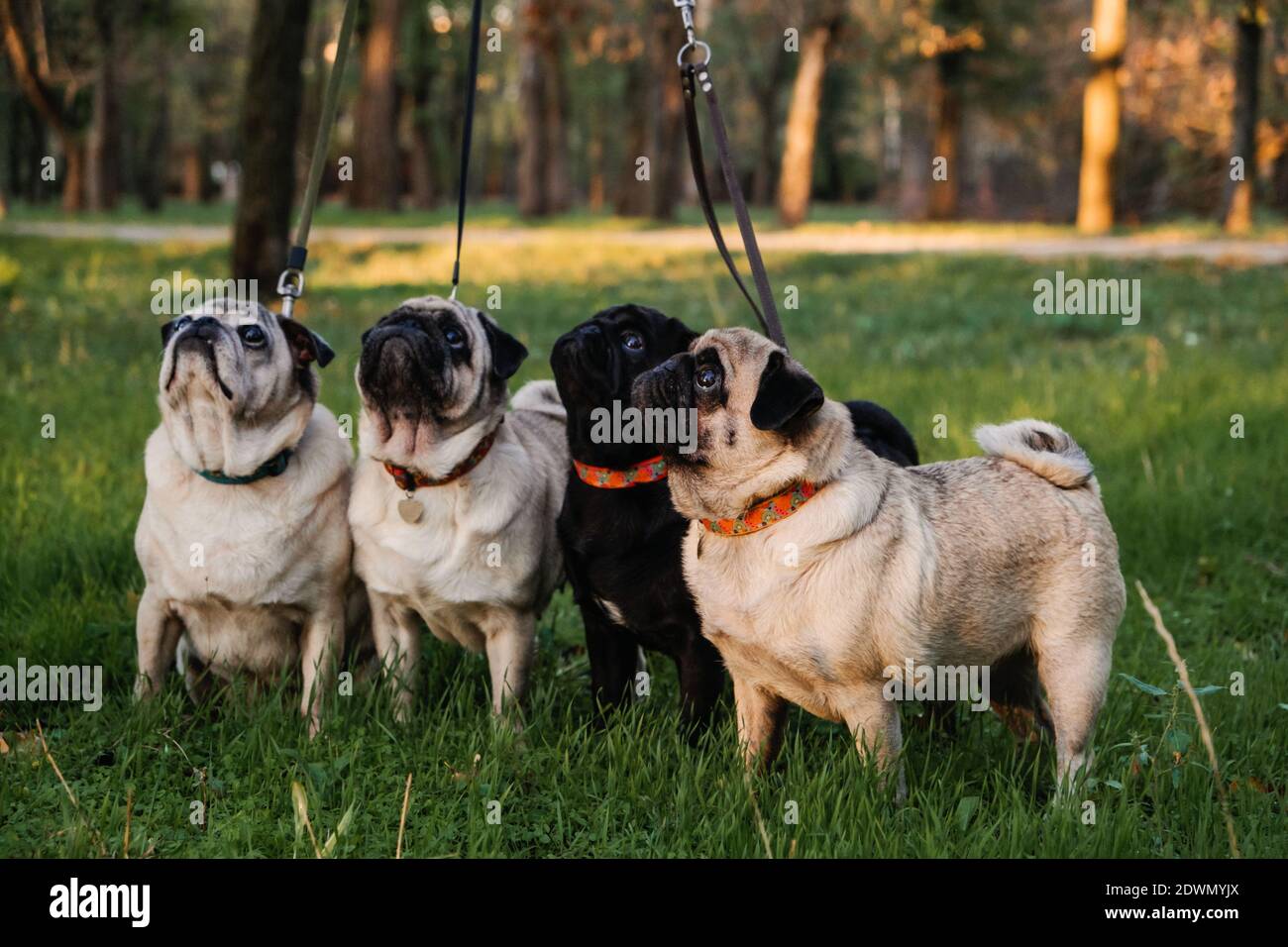 Cane che cammina con molti tappeti. Cani da passeggio professionisti nel parco autunnale al tramonto. Camminando il pacchetto, una serie di tappeti sul parco cittadino Foto Stock
