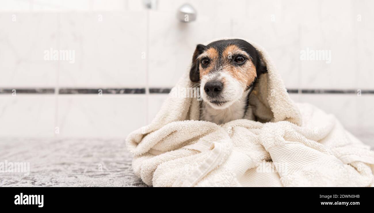 Carino piccolo Jack Russell terrier. Cane avvolto in un tovagliolo dopo il bagno e guardando in avanti alla macchina fotografica. Foto Stock