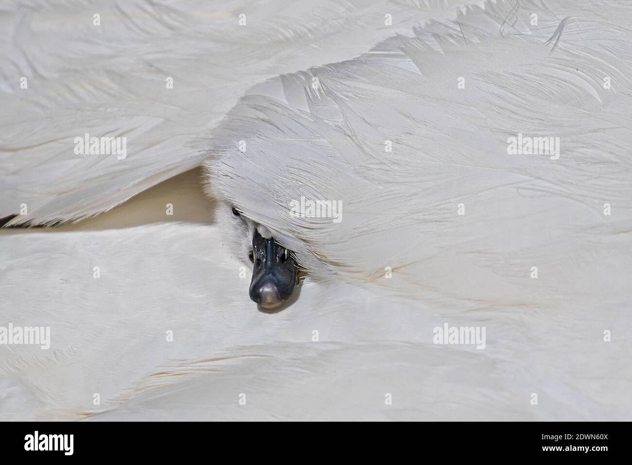 Mute Swan (Cygnus olor) pulcino appena sfornato riposante in comodo e caldo letto di piuma della madre parzialmente nascosto dietro la piuma, Heidelberg, Baden-Wuerttemb Foto Stock