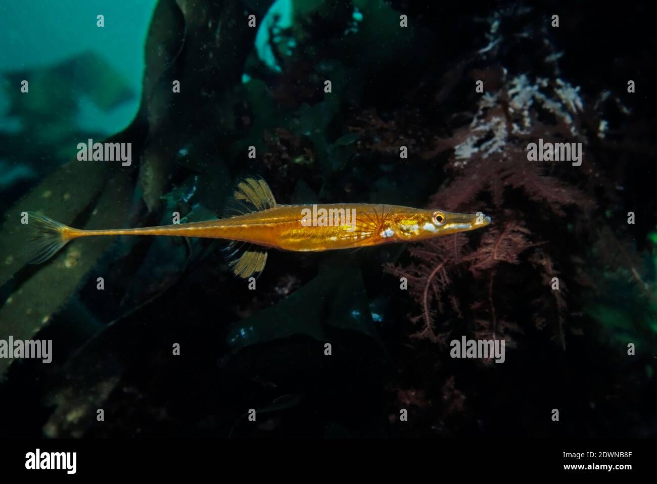 Stickleback con quindici spintini (spinachia spinachia) tra la foresta di kelp in una baia poco profonda, Regno Unito. Foto Stock