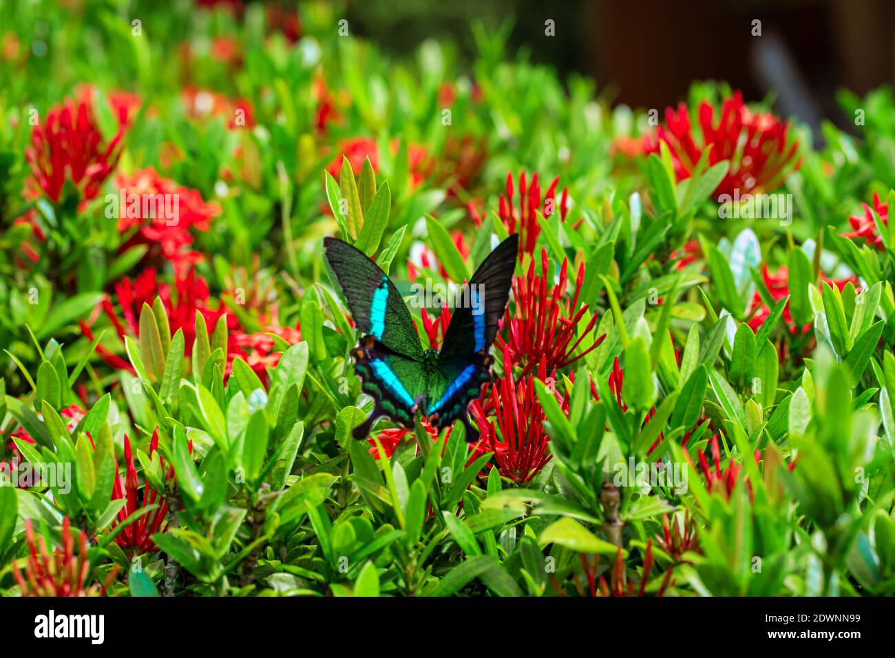 Incredibilmente bella giornata farfalla tropicale Papilio maackii impollinates fiori. La farfalla verde-nero beve nettare dai fiori. Colori e bellezza di Foto Stock