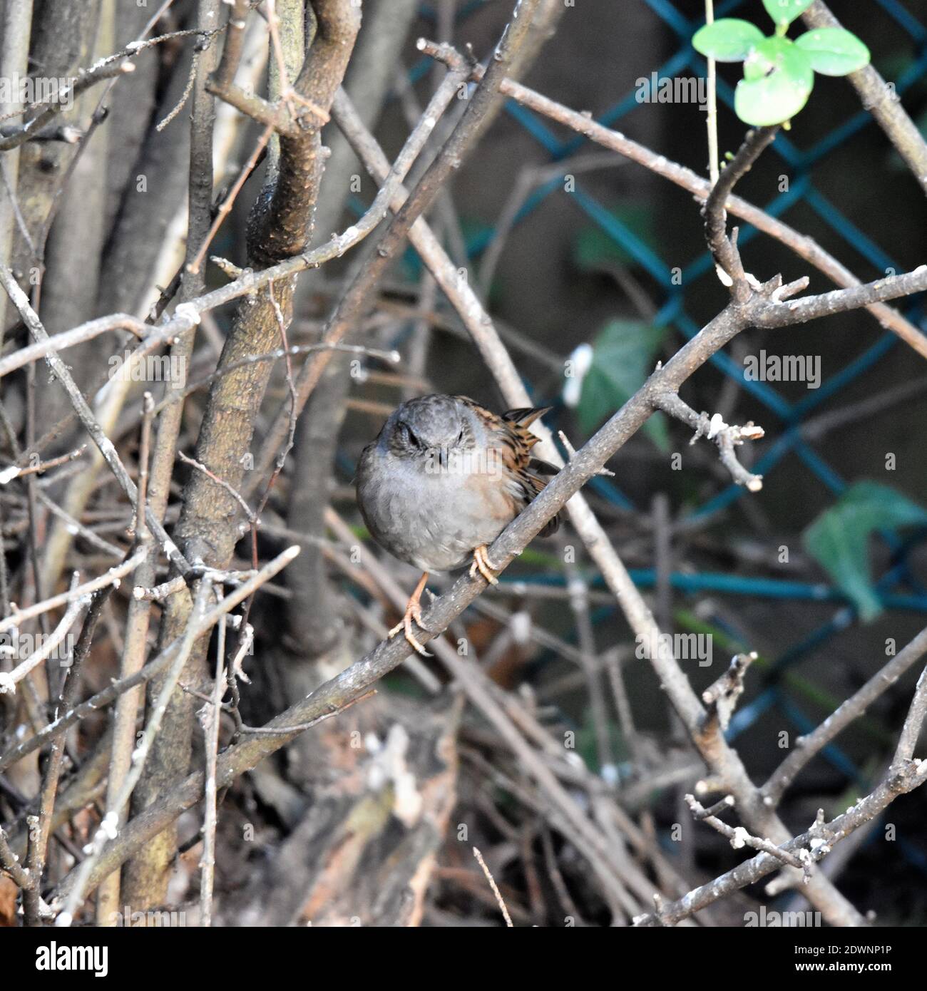 Close-up di uccello appollaiate sul ramo Foto Stock