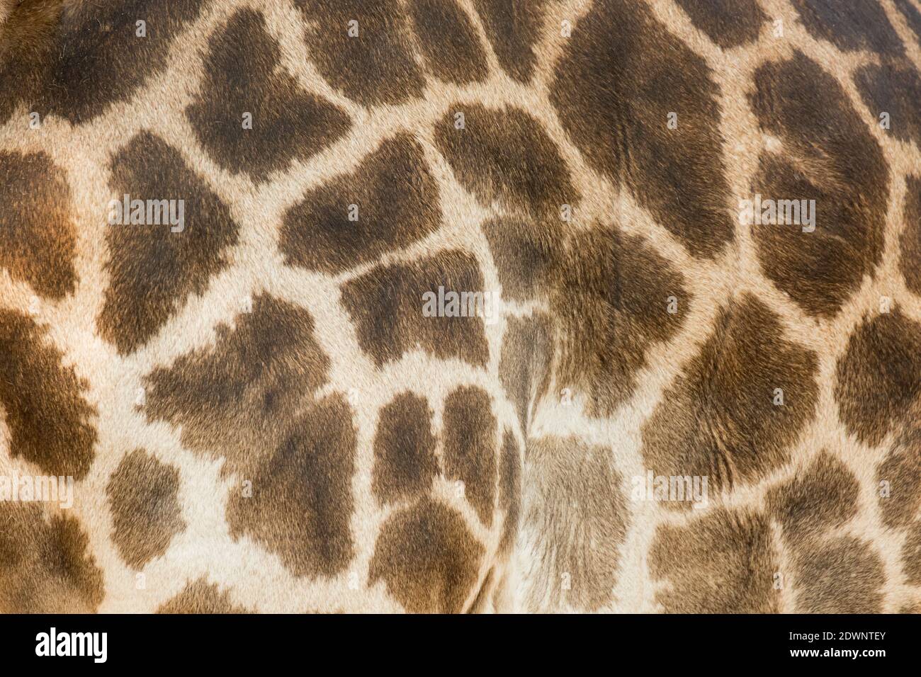 Vera pelle di giraffa con il chiaro e lo scuro macchie marroni. Foto Stock
