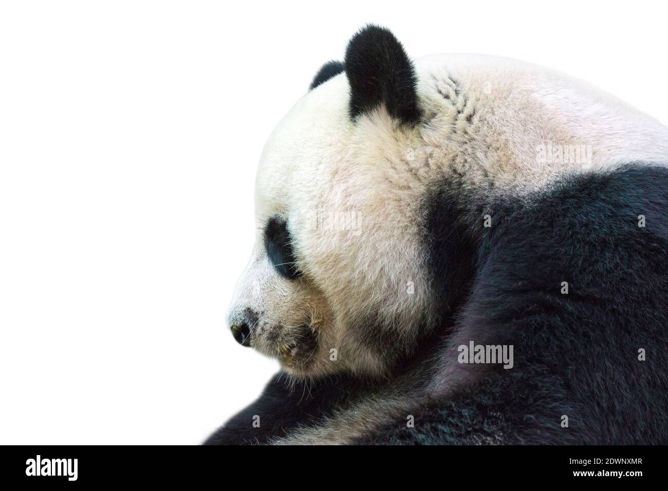 Immagine di panda isolato su sfondo bianco. Animam selvaggio. Foto Stock