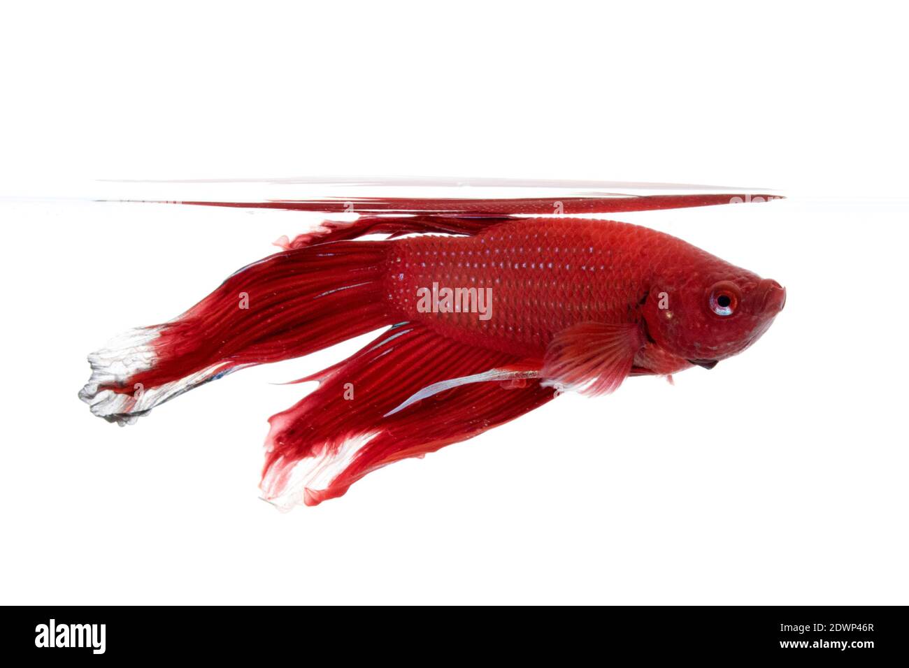 Immagine di un pesce da combattimento su sfondo bianco. (Betta splendens) Foto Stock