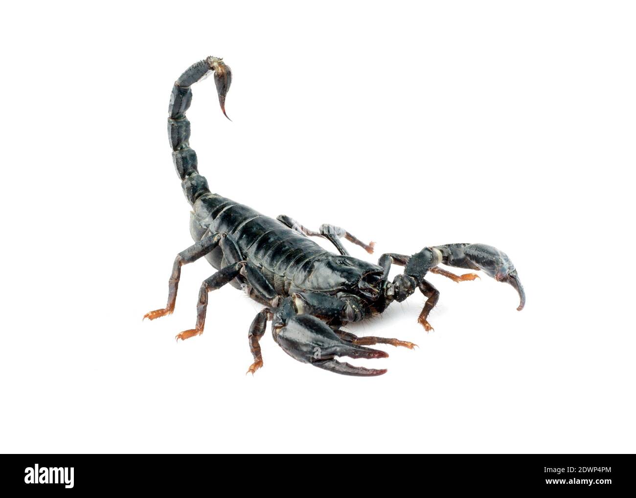 Immagine di scorpione su sfondo bianco. Foto Stock