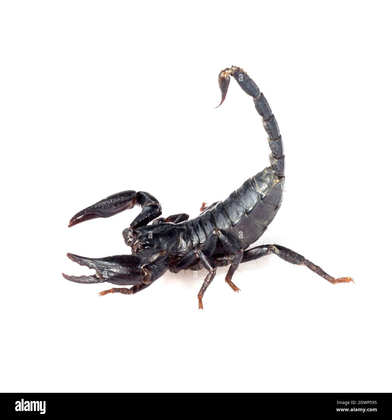Immagine di scorpione su sfondo bianco. Foto Stock