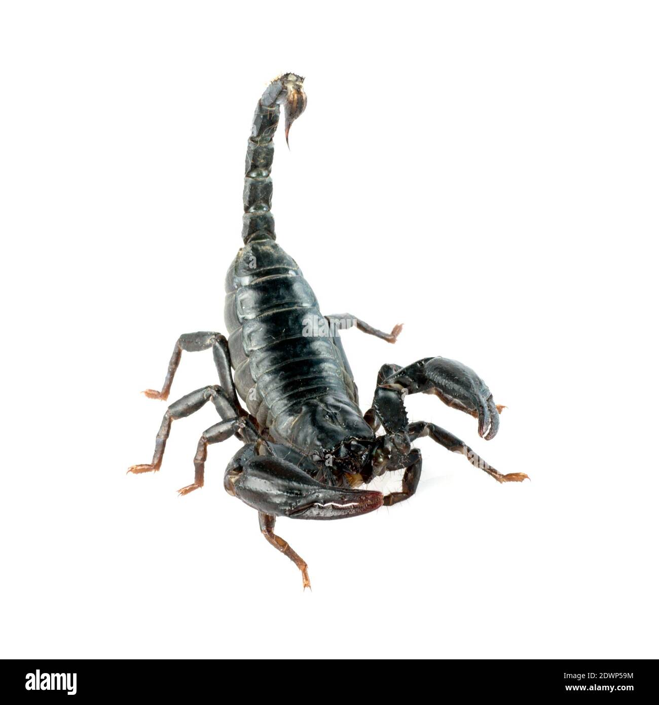 Immagine di scorpione su sfondo bianco. Foto Stock