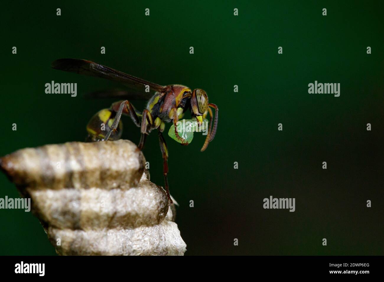 Immagine di una piccola vespa di carta marrone (Ropalidia rivolualis) e  nido di vespa sullo sfondo della natura. Animale di insetto Foto stock -  Alamy