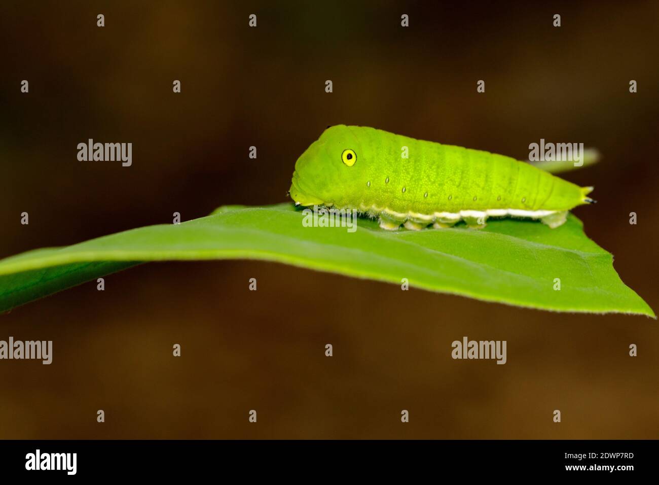 Immagine di Green Common Jay caterpillar (Graphium doson evemonides) su foglia verde. Insetto. Insetto. Animale. Foto Stock