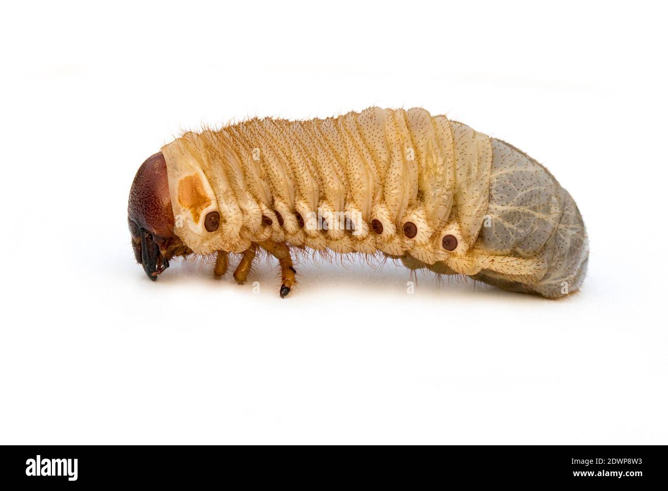 Immagine di vermi di vermi di vermi, scarabeo di cocco rinoceronte (Oryctes rhinoceros), Larva su sfondo bianco. Foto Stock