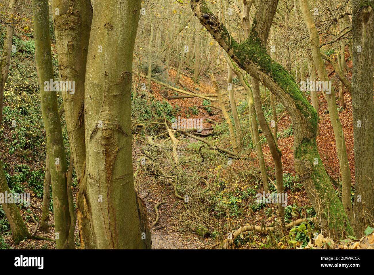 Scenario dei boschi autunnali nello Yorkshire orientale, Regno Unito. Foto Stock