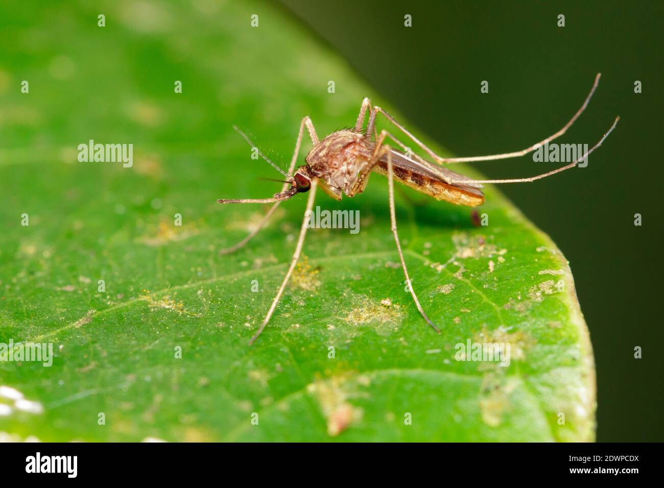Immagine di zanzara selvaggia su foglie verdi. Insetto. Animale Foto Stock