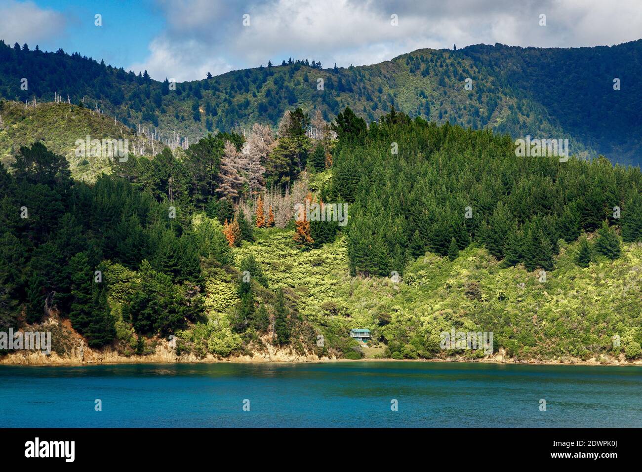 Le colline pesantemente boscose del Marlborough suonano sullo stretto di Cook nell'Isola del Sud, Nuova Zelanda. Foto Stock