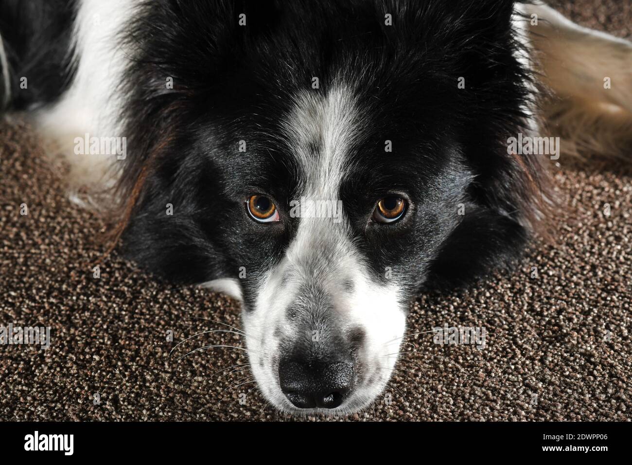 Cane di bordo Collie sul pavimento del tappeto Foto Stock