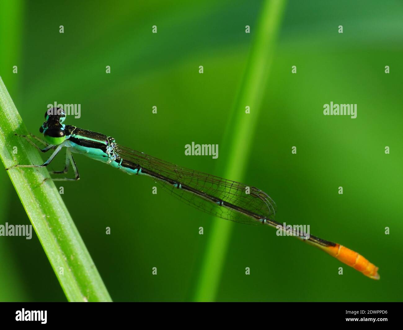 La libellula cerca il cibo ogni giorno Foto Stock
