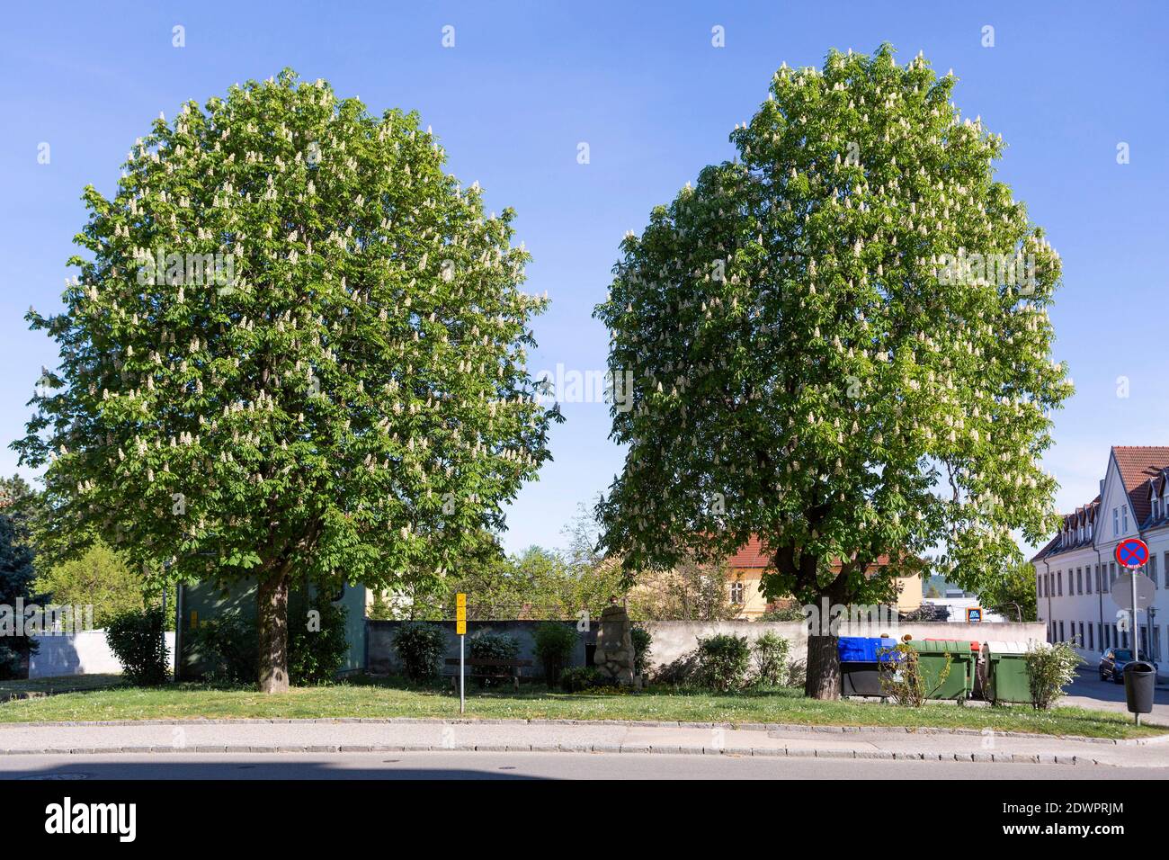 Blühende Rosskastanienbäume Foto Stock