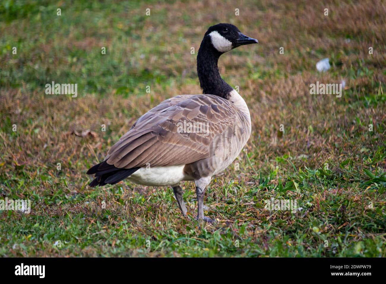 Oca nel parco Foto Stock