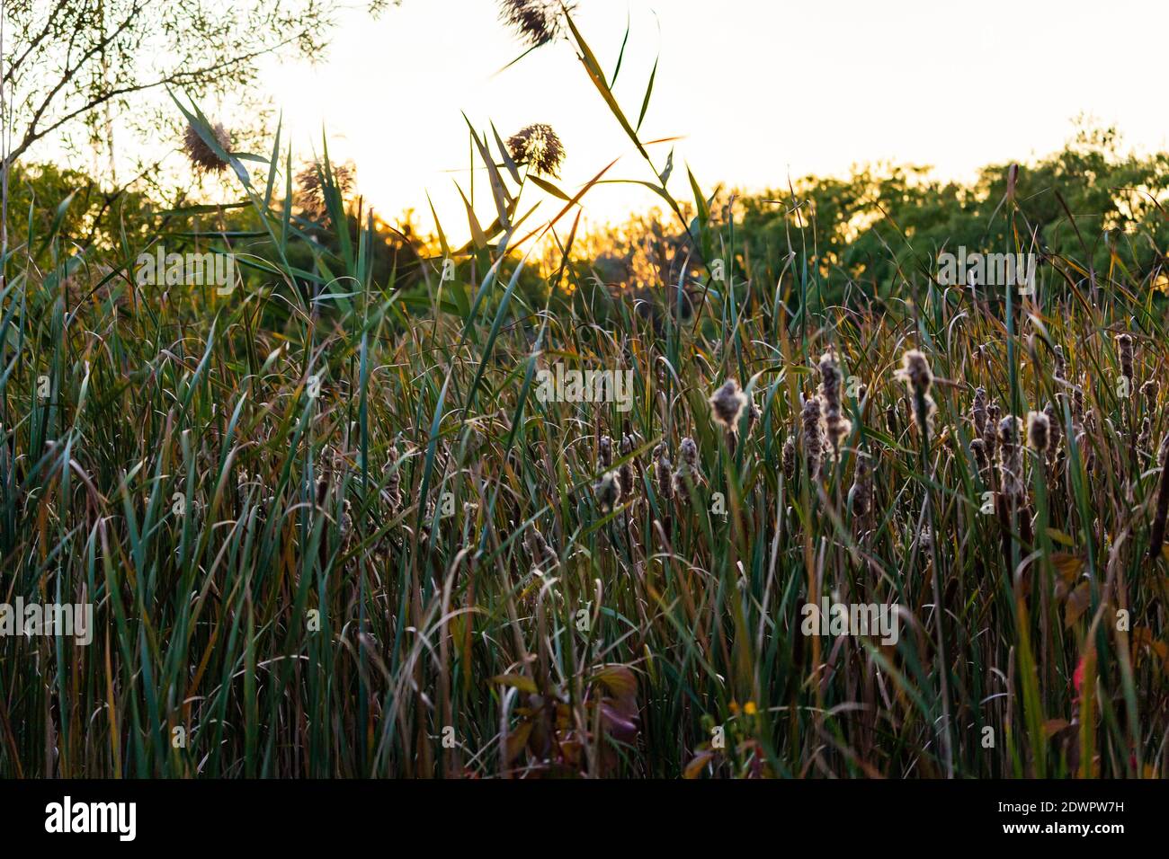 Canne coperte dal sole Foto Stock