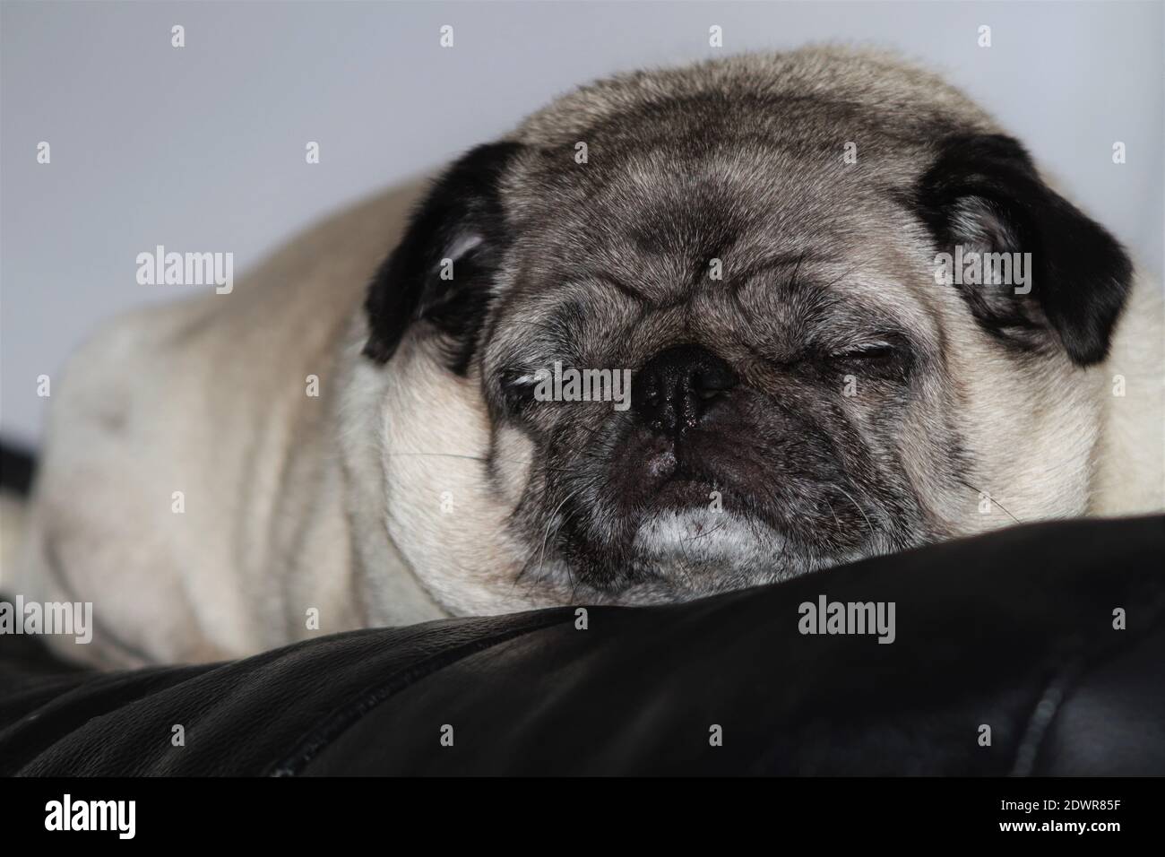 Sonnolenta Pug Foto Stock