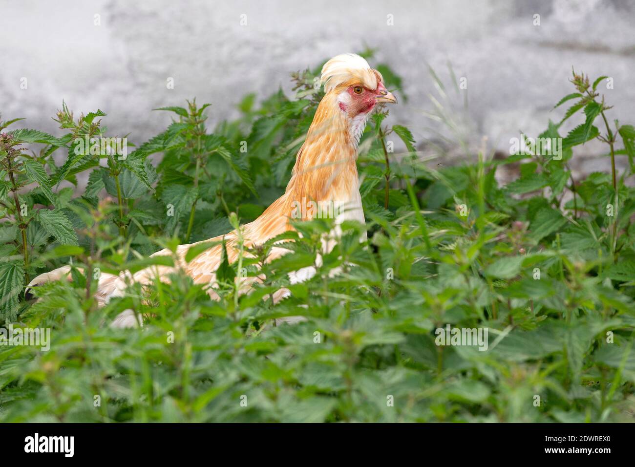 Freilandhuhn, Sulmtaler Huhn Foto Stock